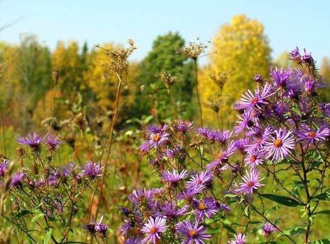 A field during the fall season with grow up fall thistles.  