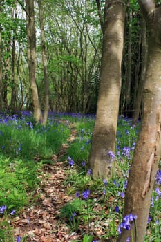 A quiet wooded area in rural Wiltshire, England, with spring BlueBell flowers lining a leaf strewn footpath through the woods.