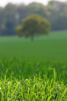 Detail to foreground of crisp fresh green grass in a rural field with soft focus corn field and isolated tree. Location in rural Wiltshire, England.