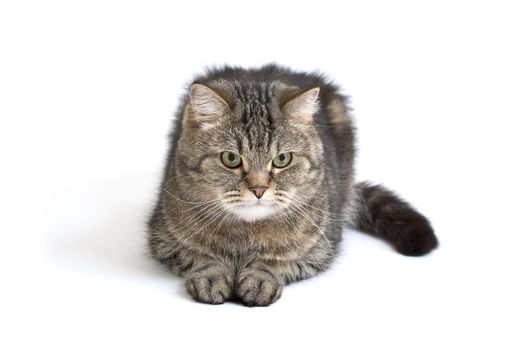 gray fluffy cat is looking out the side