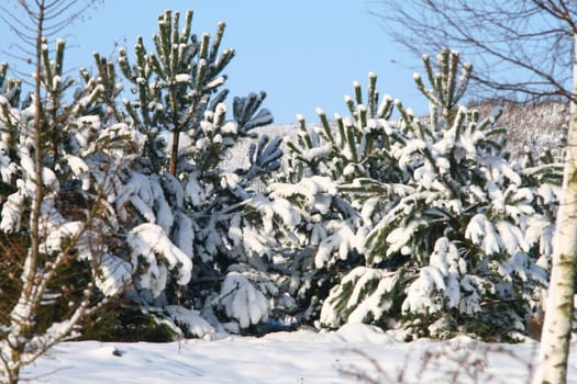 Pines covered by the snow