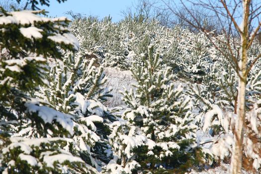 Pines covered by the snow
