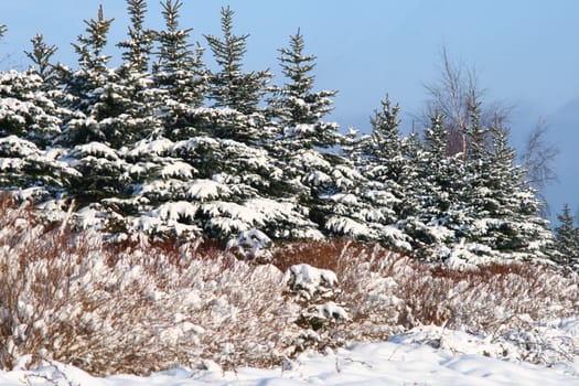 Group of pines covered by the snow