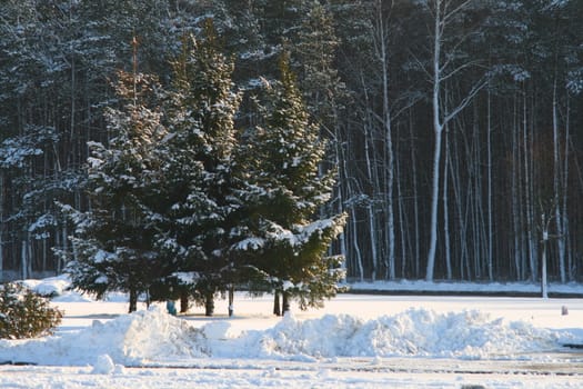 Group of pines covered by the snow