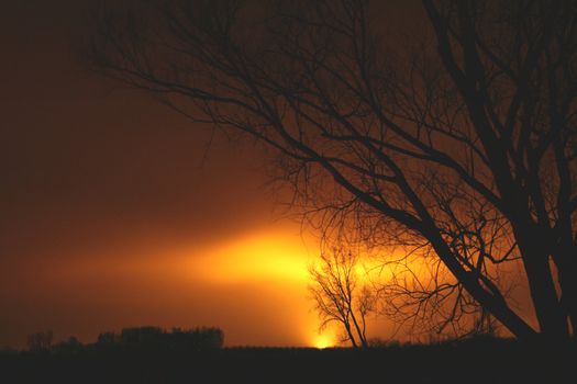 A lonely trees with huge afterglow on the sky