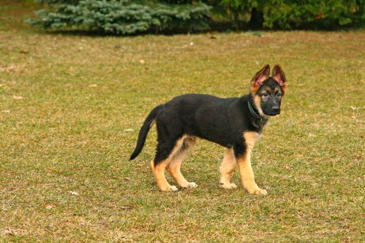 Portrait of a german shepherd puppy
