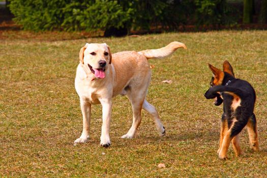 German shepherd puppy playing with a golden retriever