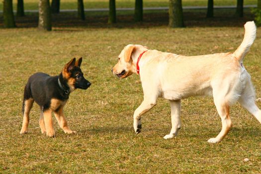 German shepherd puppy playing with a golden retriever