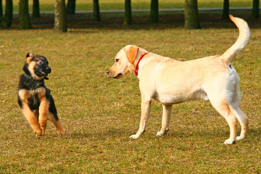 German shepherd puppy playing with a golden retriever