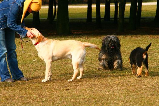 Girl playing with dogs at the park