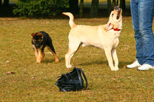 Girl playing with a golden retriever