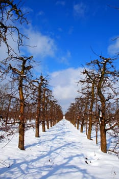 Winter at the farmfield