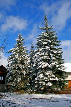 Pine tree branches covered with snow