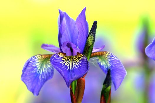 Colorful Iris at the park