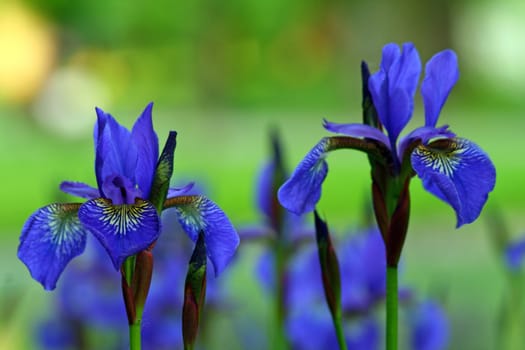 Colorful group of Irises at the park