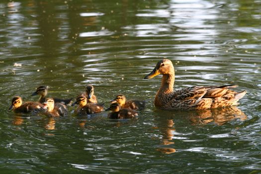 Mallard duck and baby ducklings