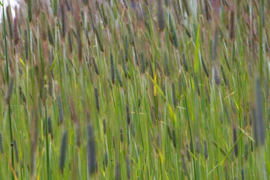 Wheat field close up
