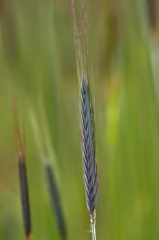 Wheat close up at the wheat field