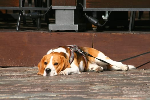 Lazy and bored beagle dog laying on the ground