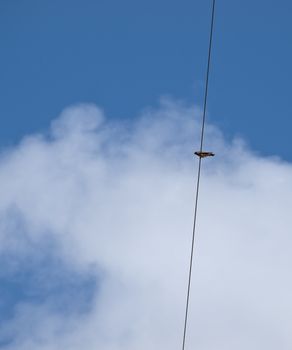Lesser or Common Kestrel perched on electricity cable in search of prey