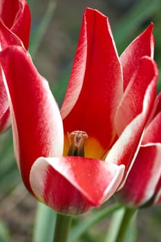 Close-up (macro) of the bloom - tulip