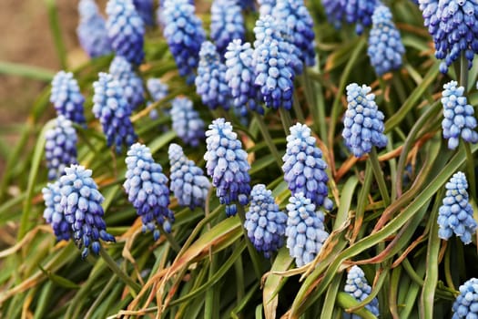 Detail of the spring flower - grape hyacinth