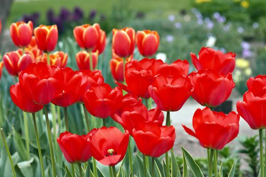 Abstract image of the bed of tulips