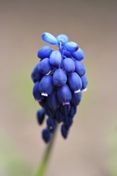 Detail of the spring flower - grape hyacinth