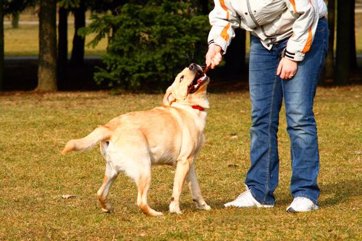 Girl playing with a golden retriever