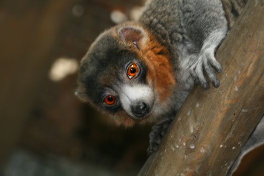 portrait of a lemur in a tree at night