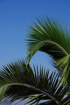 Palm tree branches on a blue sky