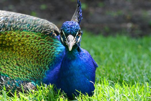 Bright coloured peacock in the grass on a sunny day