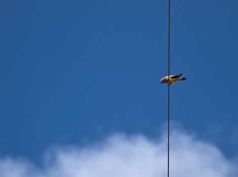 Lesser or Common Kestrel perched on high tension cable in search of prey
