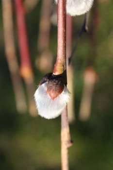 willow catkins, announcement of the spring