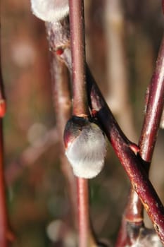 willow catkins, announcement of the spring