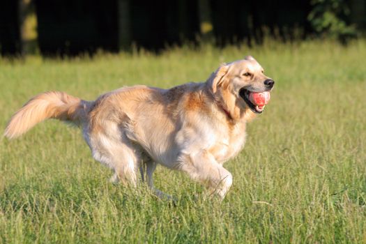 Happy Golden Retriever running with a ball in its mouth