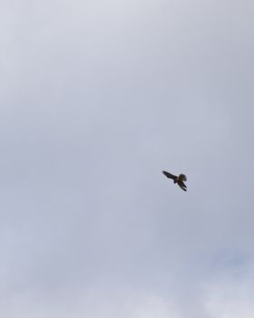 Lesser or Common Kestrel hovering in the sky in search of prey