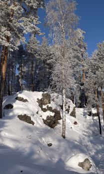 Winter Ural wood. Trees covered by hoarfrost. A landscape.