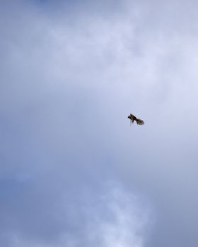 Lesser or Common Kestrel hovering in the sky in search of prey