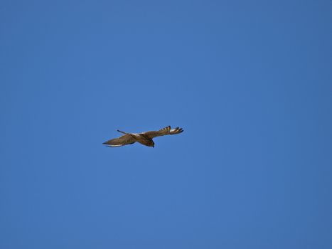 Lesser or Common Kestrel hovering in the sky in search of prey
