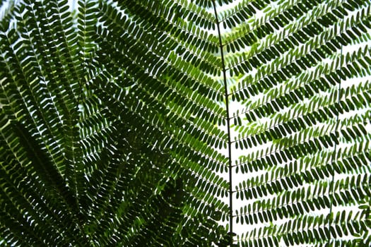 An abstract background of small green leaves of gulmohar.