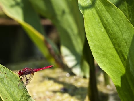 Scarlet darter dragonfly perched on a leaf