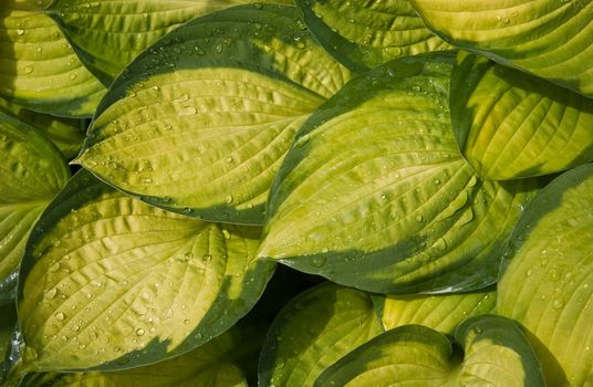 Leaves of Hosta or Funkia in yellow and green colors