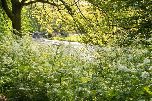 Spring white and green with blooming Cow Parsley in park