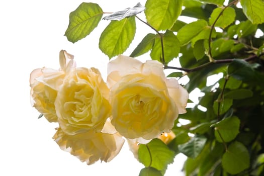 Scented yellow old rose "Buff Beauty", blooming in june in the garden