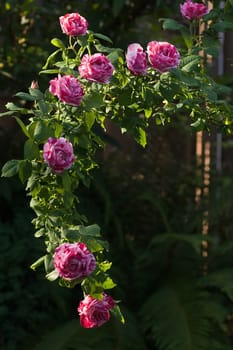 Branch with very scented historic roses "Ferdinand Picard" - white, pink and red striped roses in evening sunshine - vertical image