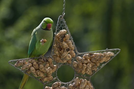 Rose-ringed parakeet or ringnecked parakeet eating peanut froom feeding hanger