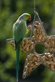 Rose-ringed parakeet or ringnecked parakeet eating peanut sitting on feeding hanger