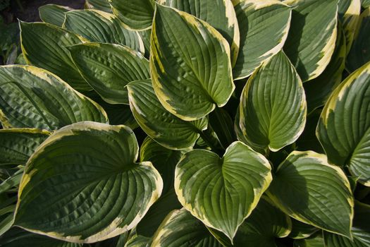 Leaves of Hosta or Funkia in yellow, white and green colors