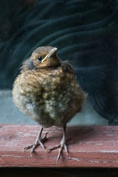 Young blackbird which has just half hour flown out of nest, sitting in window of old barn with rope in background, waiting for feed from parents